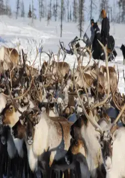 Белый ягель (2014) в хорошем качестве смотреть онлайн Белый ягель (2014) фильм в хорошем качестве смотреть онлайн