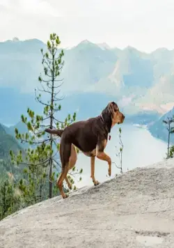 Путь домой (2019) смотреть онлайн бесплатно Путь домой (2019) фильм смотреть онлайн бесплатно