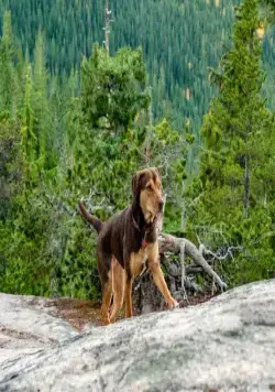 Путь домой (2019) в хорошем качестве смотреть онлайн Путь домой (2019) фильм в хорошем качестве смотреть онлайн