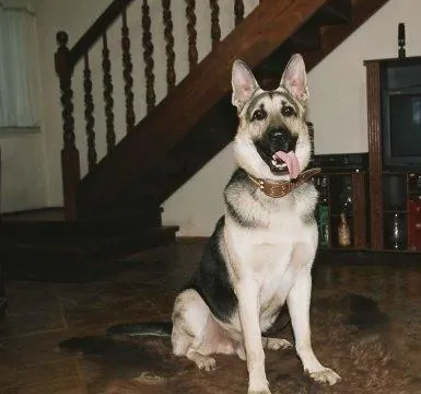 Возвращение Мухтара (2003) 1-10 сезон 1-46,47,48 серия смотреть онлайн бесплатно Возвращение Мухтара (2003) сериал 1-46,47,48 серию 1-10 сезона смотреть онлайн бесплатно