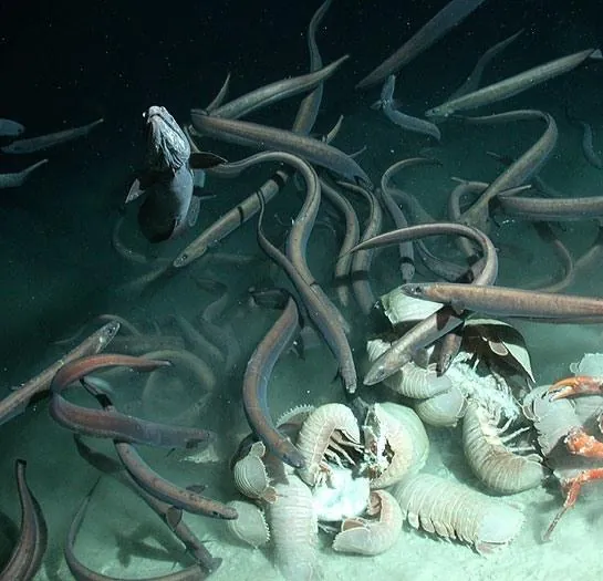 BBC: Планета Земля (2006) 1-2 сезон 1-4,5,6 серия смотреть онлайн BBC: Планета Земля (2006) сериал 1-4,5,6 серию 1-2 сезона смотреть онлайн