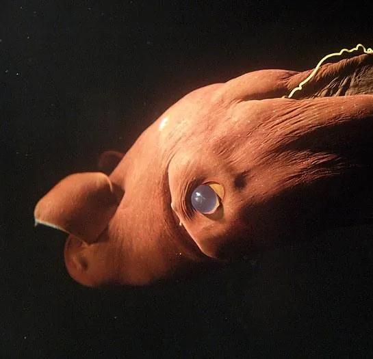 BBC: Планета Земля (2006) 1-2 сезон 1-4,5,6 серия смотреть онлайн бесплатно BBC: Планета Земля (2006) сериал 1-4,5,6 серию 1-2 сезона смотреть онлайн бесплатно