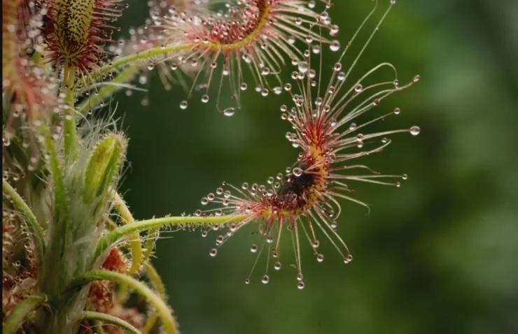 В королевстве растений (2012) смотреть онлайн бесплатно В королевстве растений (2012) сериал смотреть онлайн бесплатно