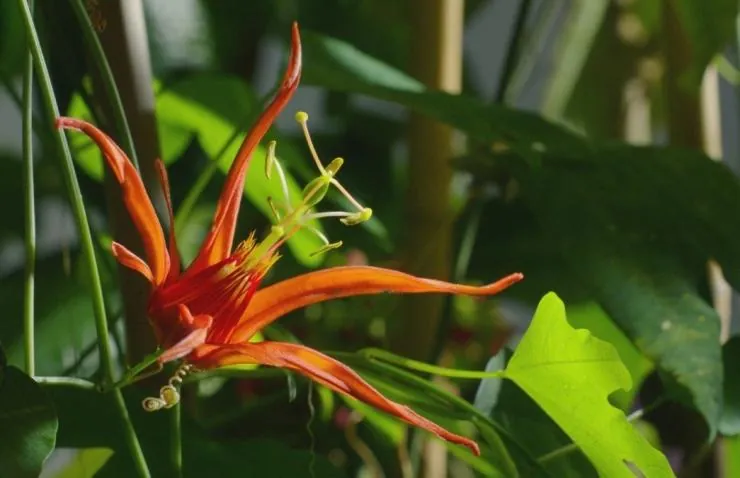 В королевстве растений (2012) в хорошем качестве смотреть онлайн В королевстве растений (2012) сериал в хорошем качестве смотреть онлайн