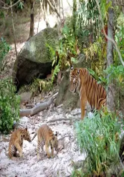 Два брата (2004) смотреть онлайн бесплатно Два брата (2004) фильм смотреть онлайн бесплатно