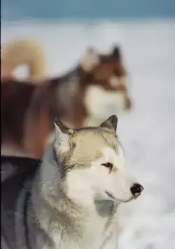 Белый плен (2005) смотреть онлайн Белый плен (2005) фильм смотреть онлайн