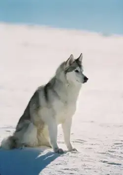 Белый плен (2005) смотреть онлайн бесплатно Белый плен (2005) фильм смотреть онлайн бесплатно