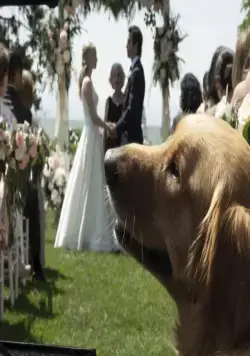 Невероятный мир глазами Энцо (2019) в хорошем качестве смотреть онлайн Невероятный мир глазами Энцо (2019) фильм в хорошем качестве смотреть онлайн