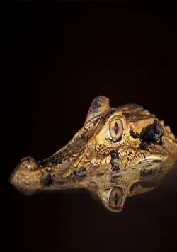 Амазония: Инструкция по выживанию (2013) в хорошем качестве смотреть онлайн Амазония: Инструкция по выживанию (2013) фильм в хорошем качестве смотреть онлайн