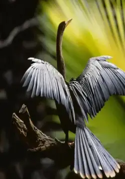 Амазония: Инструкция по выживанию (2013) смотреть онлайн Амазония: Инструкция по выживанию (2013) фильм смотреть онлайн