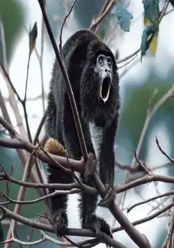 Амазония: Инструкция по выживанию (2013) смотреть онлайн бесплатно Амазония: Инструкция по выживанию (2013) фильм смотреть онлайн бесплатно