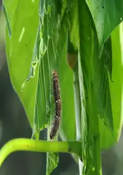 Однажды в лесу (2013) смотреть онлайн Однажды в лесу (2013) фильм смотреть онлайн