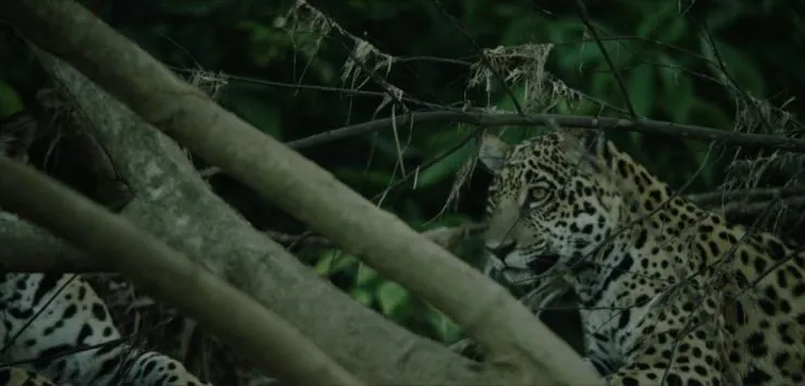 Однажды в лесу (2013) в хорошем качестве смотреть онлайн Однажды в лесу (2013) фильм в хорошем качестве смотреть онлайн