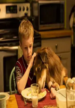 Невероятное путешествие мистера Спивета (2013) в хорошем качестве смотреть онлайн Невероятное путешествие мистера Спивета (2013) фильм в хорошем качестве смотреть онлайн