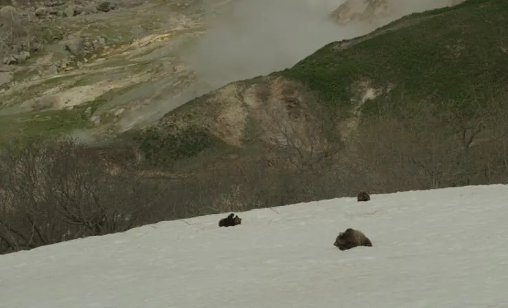 Земля медведей (2013) в хорошем качестве смотреть онлайн Земля медведей (2013) фильм в хорошем качестве смотреть онлайн