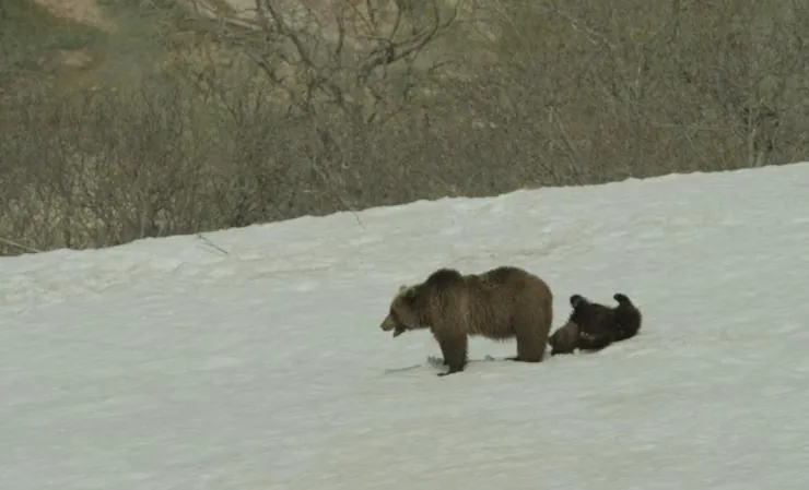 Земля медведей (2013) смотреть онлайн бесплатно Земля медведей (2013) фильм смотреть онлайн бесплатно