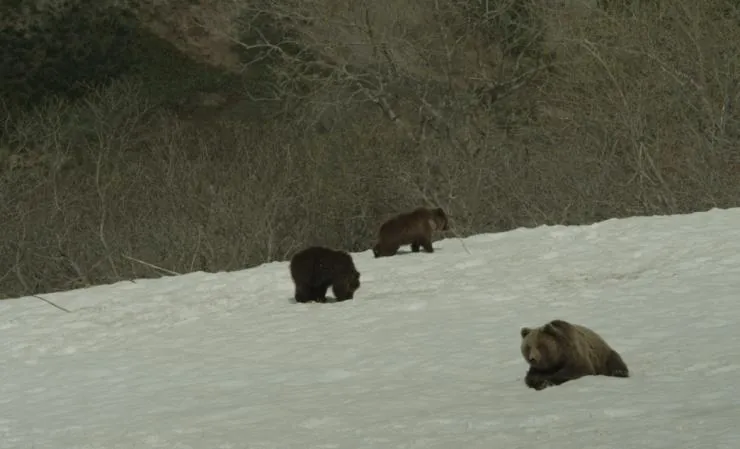 Земля медведей (2013) смотреть онлайн Земля медведей (2013) фильм смотреть онлайн