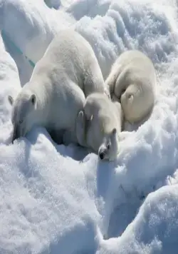 Арктика 3D (2012) смотреть онлайн Арктика 3D (2012) фильм смотреть онлайн