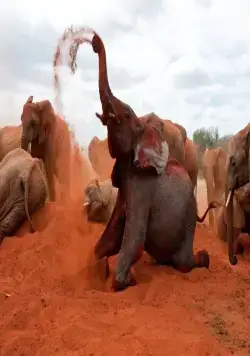 Рожденные на воле (2011) смотреть онлайн Рожденные на воле (2011) фильм смотреть онлайн