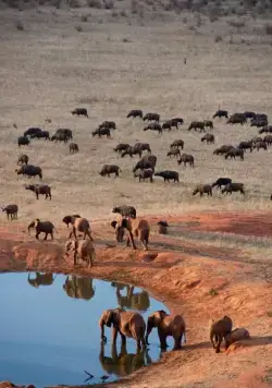 Рожденные на воле (2011) в хорошем качестве смотреть онлайн Рожденные на воле (2011) фильм в хорошем качестве смотреть онлайн