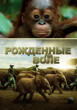 Рожденные на воле / Born to Be Wild (2011) фильм смотреть онлайн Рожденные на воле / Born to Be Wild (2011) фильм смотреть онлайн в хорошем качестве