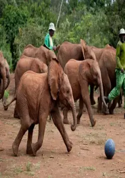 Рожденные на воле (2011) смотреть онлайн бесплатно Рожденные на воле (2011) фильм смотреть онлайн бесплатно