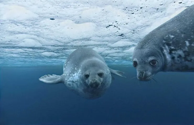 Океаны (2009) смотреть онлайн Океаны (2009) фильм смотреть онлайн