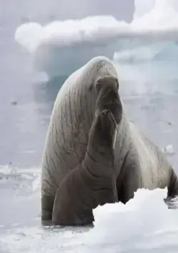 Океаны (2009) смотреть онлайн бесплатно Океаны (2009) фильм смотреть онлайн бесплатно