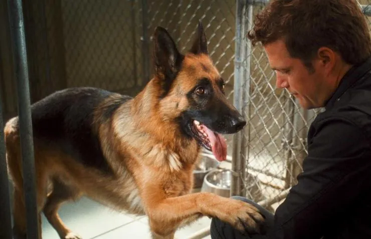 Кошки против собак: Месть Китти Галор (2010) смотреть онлайн Кошки против собак: Месть Китти Галор (2010) фильм смотреть онлайн