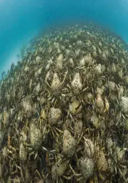 Океаны (2009) в хорошем качестве смотреть онлайн Океаны (2009) фильм в хорошем качестве смотреть онлайн