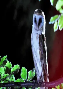 Четвёртый вид (2009) смотреть онлайн бесплатно Четвёртый вид (2009) фильм смотреть онлайн бесплатно