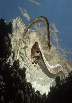 Морские динозавры 3D: Путешествие в доисторический мир (2010) смотреть онлайн Морские динозавры 3D: Путешествие в доисторический мир (2010) фильм смотреть онлайн