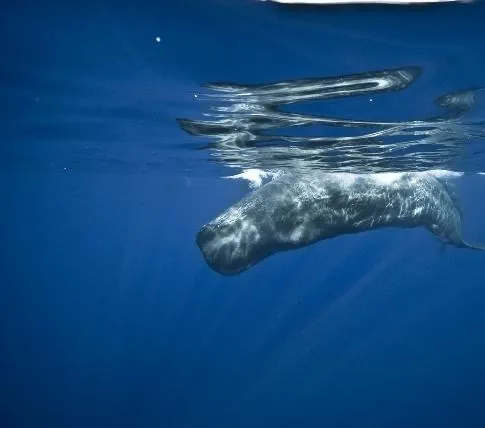 Большое путешествие вглубь океанов 3D: Возвращение (2009) в хорошем качестве смотреть онлайн Большое путешествие вглубь океанов 3D: Возвращение (2009) фильм в хорошем качестве смотреть онлайн