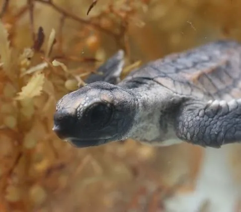 Большое путешествие вглубь океанов 3D: Возвращение (2009) смотреть онлайн бесплатно Большое путешествие вглубь океанов 3D: Возвращение (2009) фильм смотреть онлайн бесплатно