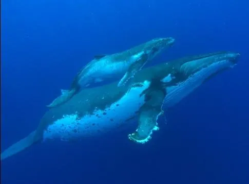 Большое путешествие вглубь океанов 3D: Возвращение (2009) смотреть онлайн Большое путешествие вглубь океанов 3D: Возвращение (2009) фильм смотреть онлайн