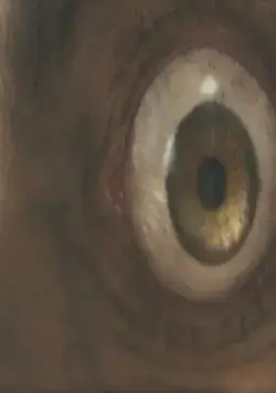 Человек-волк (2010) в хорошем качестве смотреть онлайн Человек-волк (2010) фильм в хорошем качестве смотреть онлайн