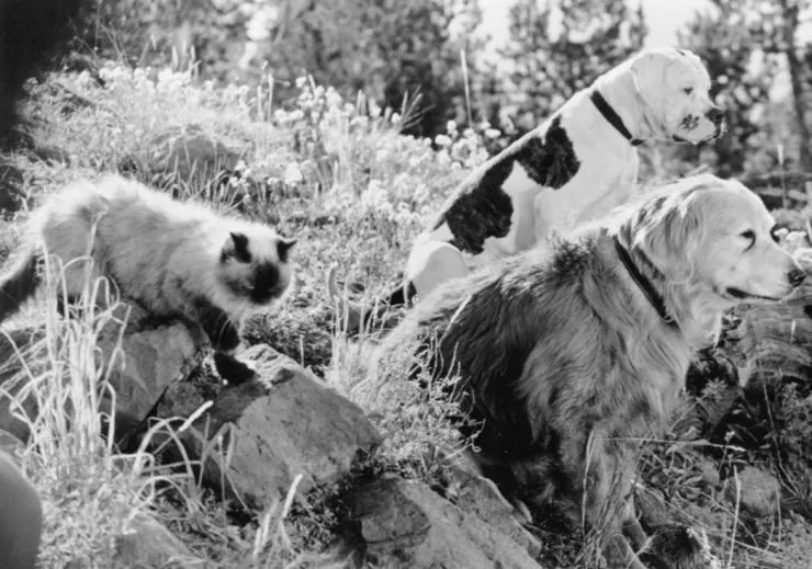 Дорога домой: Невероятное путешествие (1993) в хорошем качестве смотреть онлайн Дорога домой: Невероятное путешествие (1993) фильм в хорошем качестве смотреть онлайн