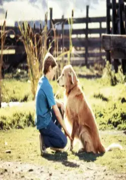 Дорога домой: Невероятное путешествие (1993) смотреть онлайн Дорога домой: Невероятное путешествие (1993) фильм смотреть онлайн