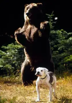 Дорога домой: Невероятное путешествие (1993) смотреть онлайн бесплатно Дорога домой: Невероятное путешествие (1993) фильм смотреть онлайн бесплатно