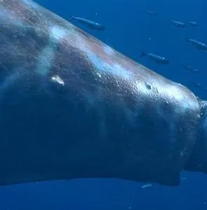 Чудища морей 3D: Доисторическое приключение (2007) смотреть онлайн бесплатно Чудища морей 3D: Доисторическое приключение (2007) мультфильм смотреть онлайн бесплатно