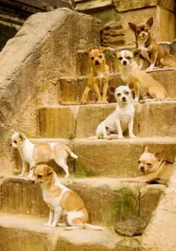 Крошка из Беверли-Хиллз (2008) смотреть онлайн бесплатно Крошка из Беверли-Хиллз (2008) фильм смотреть онлайн бесплатно