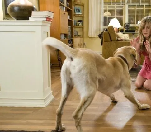 Марли и я (2008) в хорошем качестве смотреть онлайн Марли и я (2008) фильм в хорошем качестве смотреть онлайн