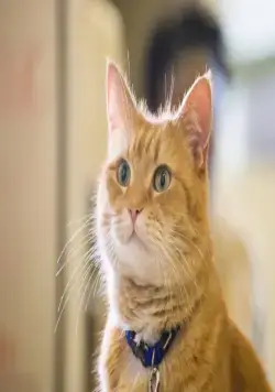 Уличный кот по кличке Боб (2016) в хорошем качестве смотреть онлайн Уличный кот по кличке Боб (2016) фильм в хорошем качестве смотреть онлайн