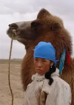 Свадьба Туи (2006) в хорошем качестве смотреть онлайн Свадьба Туи (2006) фильм в хорошем качестве смотреть онлайн