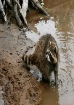 Приключения бобрёнка (2007) смотреть онлайн бесплатно Приключения бобрёнка (2007) фильм смотреть онлайн бесплатно