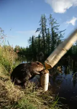 Приключения бобрёнка (2007) смотреть онлайн Приключения бобрёнка (2007) фильм смотреть онлайн