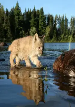 Приключения бобрёнка (2007) в хорошем качестве смотреть онлайн Приключения бобрёнка (2007) фильм в хорошем качестве смотреть онлайн