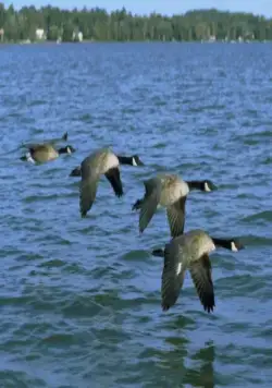 Летите домой (1996) в хорошем качестве смотреть онлайн Летите домой (1996) фильм в хорошем качестве смотреть онлайн