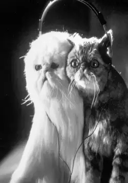 Кошки против собак (2001) смотреть онлайн бесплатно Кошки против собак (2001) фильм смотреть онлайн бесплатно