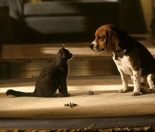 Кошки против собак (2001) смотреть онлайн Кошки против собак (2001) фильм смотреть онлайн